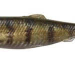 Lb 4D Herring 13Cm/17G/Zander 4Buc/Pl