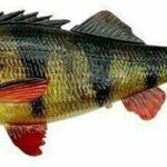 Shad Perch 12,5Cm/20G Perch 20Buc/Box
