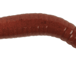 MOMEALA BERKLEY ARTIF.GULP NIGHCRAWLER