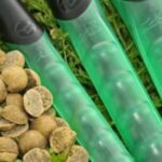 Kutter Boilies 16 Mm Korda