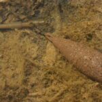 Plumb Korda  Cast Cu Vartej 91G