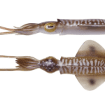 Naluca 3D Swim Squid 9,5Cm/35G Cuttlefish 4Buc/Pl