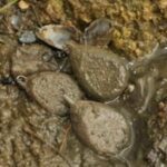 Plumb Korda  Camuflaj Texturat Cu Vartej 84G
