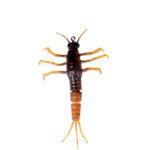 Xx Naluca Savage Mayfly Nymph 5Cm/2,5G 01