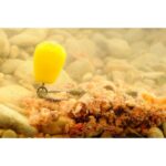 Porumb Artificial Korda Pop Up Maize Citrus Zing Lime 10Buc/Plic - imagine 3