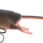 3D Rad 20Cm/32G 05