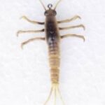 Xx Naluca Savage Mayfly Nymph 5Cm/2,5G 05