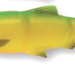 Xx Shad Savage 3D Roach S&J 12,5Cm/18G/Firetiger 2Buc/Pl