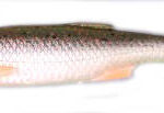 Bleak Paddle Tail 8Cm/4G/04 5Buc/Pl