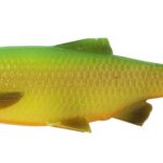 Lb Roach Paddle Tail 7,5Cm/5G Firetiger 4Buc/Pl