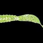 Vierme 5Cm Verde/Gliter 10Buc/Plic
